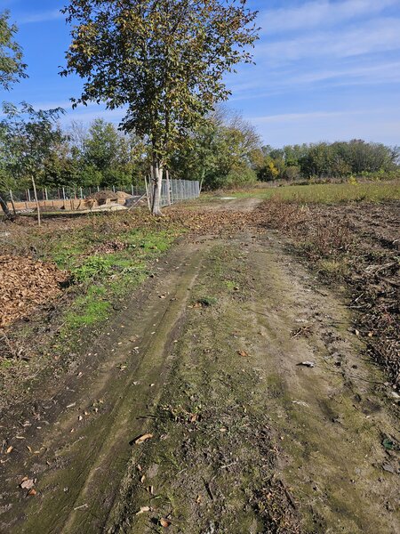 Ilfov, Dascalu 2597mp